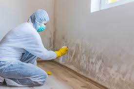 Trusted Minden, LA Mold Prevention & Removal  Experts